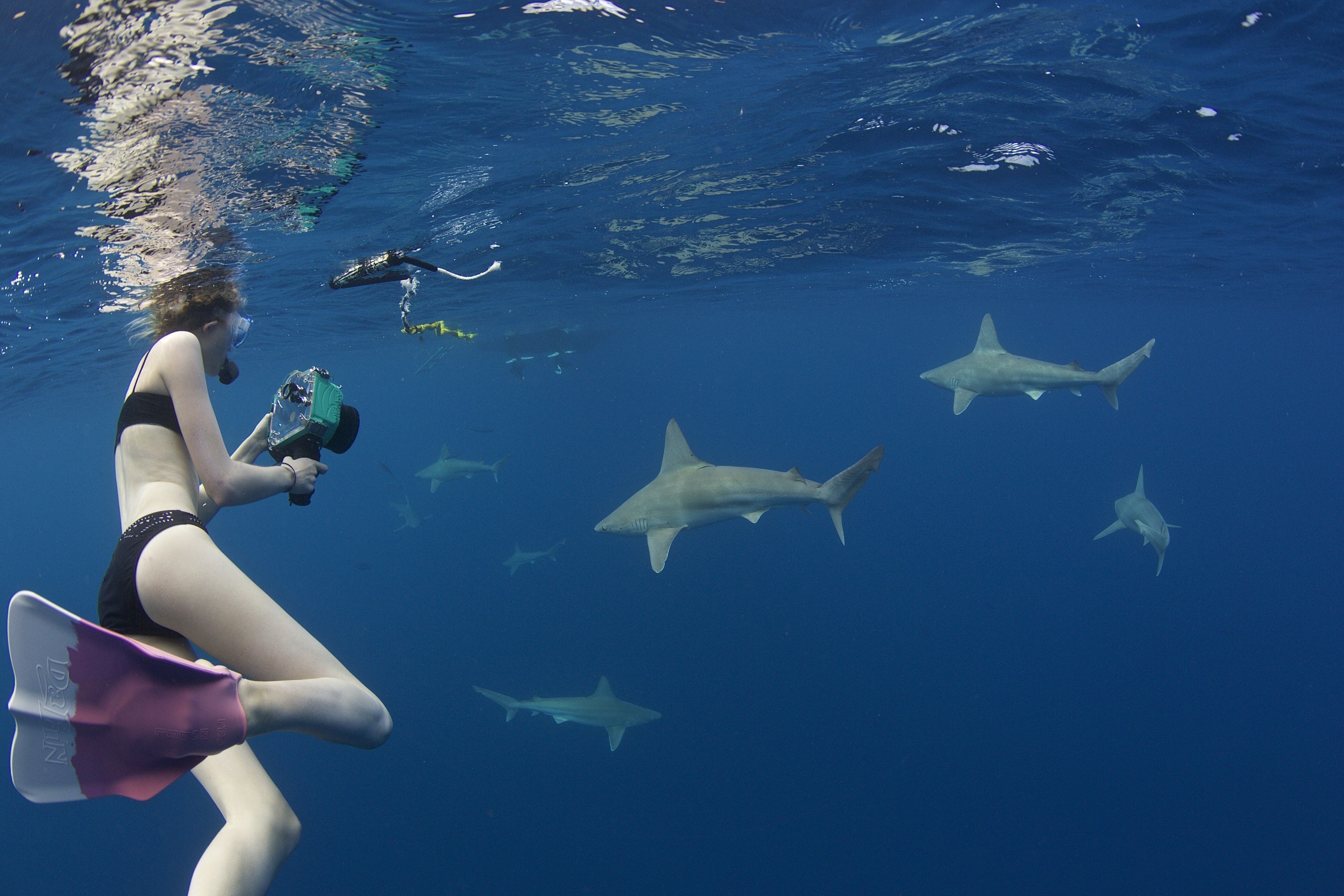 swimming with sharks 2015 madi